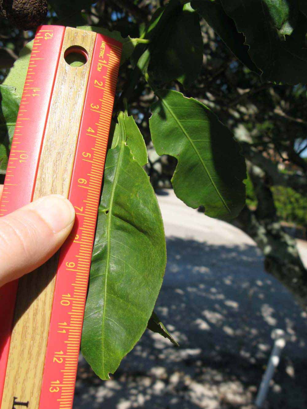              Unifoliolate leaf (Winter Haven, FL)       
